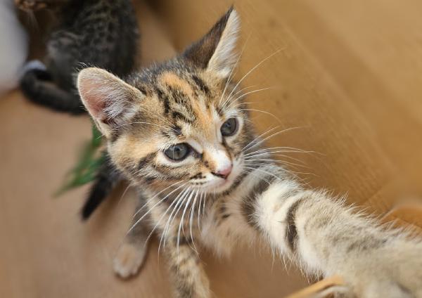 Micette 2 Mesi, Cercano Famiglia